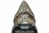 Serrated, Fossil Megalodon Tooth - South Carolina #208565-2